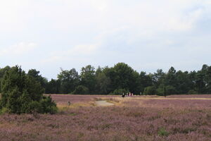 Schneverdingen - Höpen-29_08_2012