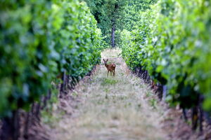 Deidesheim - Weinberge_Reh-kgp.de5478