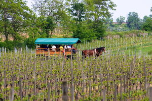 Deidesheim - 091 Kutschfahrt1