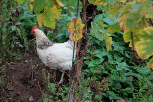 Maikammer - IMG_3282_Gareis