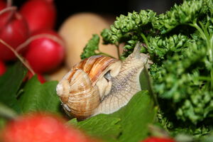 Deidesheim - IMG_0074